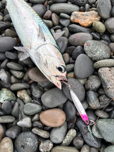 マルソウダの釣果