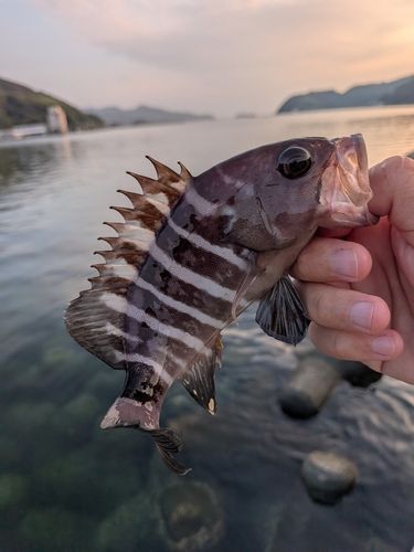 マハタの釣果