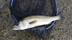 セイゴ（マルスズキ）の釣果
