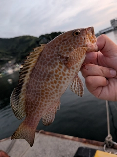 オオモンハタの釣果