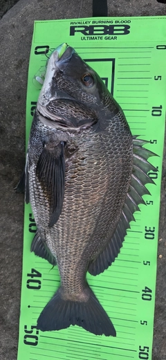 チヌの釣果