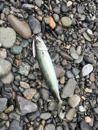 マサバの釣果