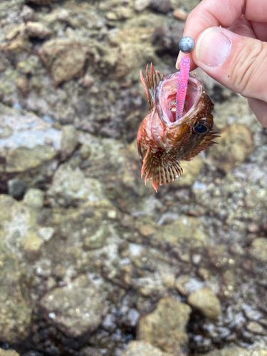 アラカブの釣果