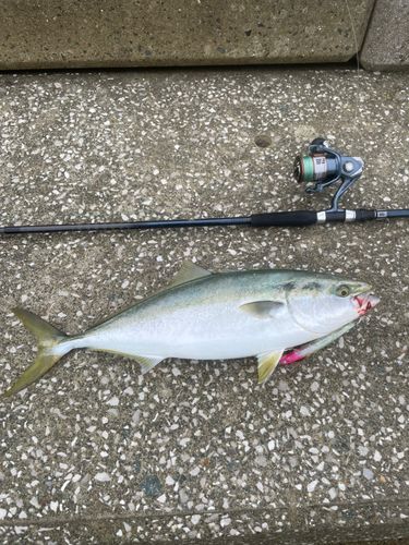 メジロの釣果
