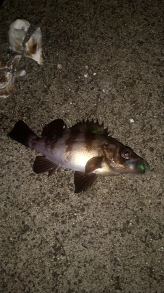 メバルの釣果