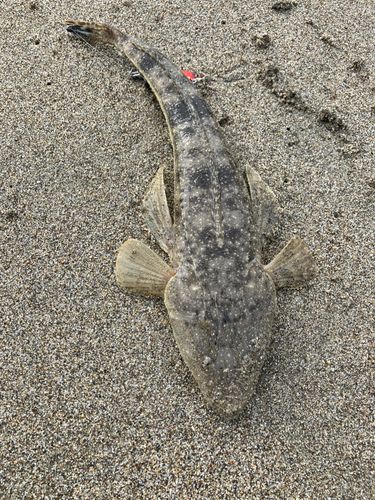 コチの釣果