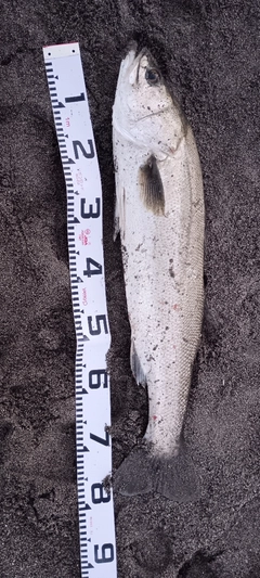 スズキの釣果