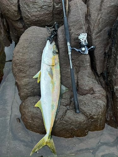 ヒラマサの釣果