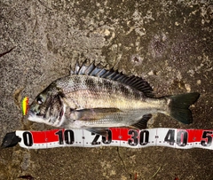 チヌの釣果