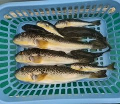 ショウサイフグの釣果