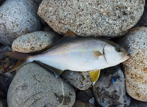 シオの釣果