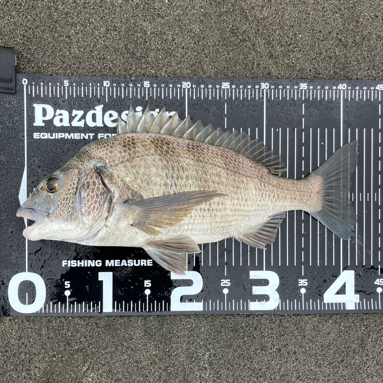 SHIMANO 23ソアレ BB S80L-Sの最安値・インプレ・釣果 | 本音の口コミ
