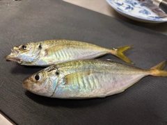 マアジの釣果