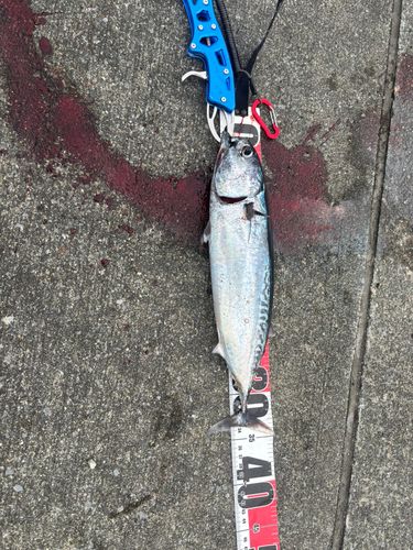 カツオの釣果