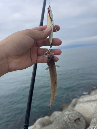 エソの釣果