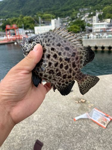 イシガキダイの釣果