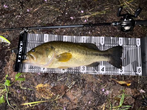 ブラックバスの釣果