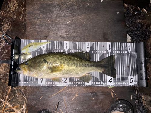 ブラックバスの釣果
