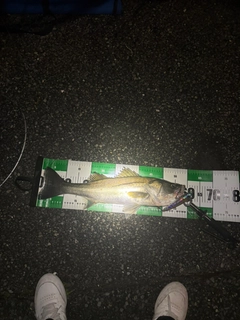 シーバスの釣果