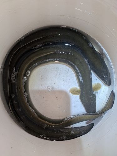ニホンウナギの釣果