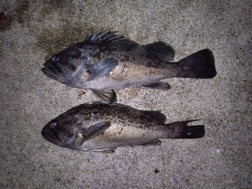 ソイの釣果