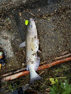 アメリカナマズの釣果