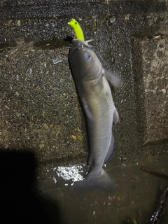 アメリカナマズの釣果