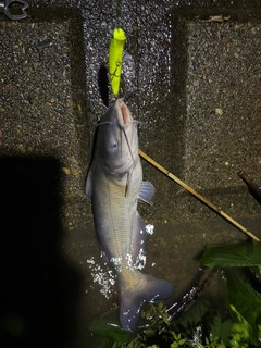 アメリカナマズの釣果
