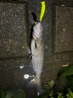 アメリカナマズの釣果