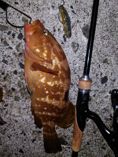 アコウの釣果