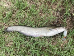 マナマズの釣果