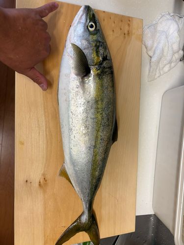 ワラサの釣果