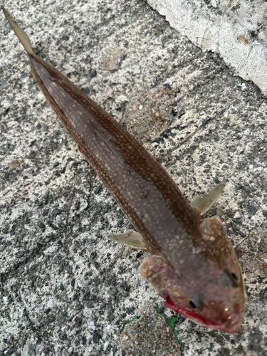 エソの釣果