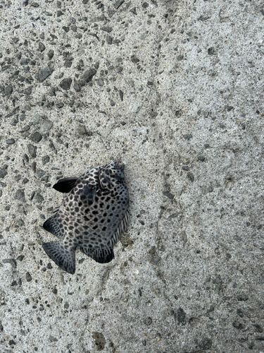 イシガキダイの釣果
