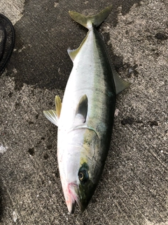 ワラサの釣果