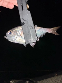 ハタンポの釣果