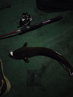 ナマズの釣果