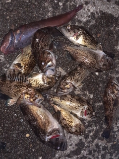 ソイの釣果