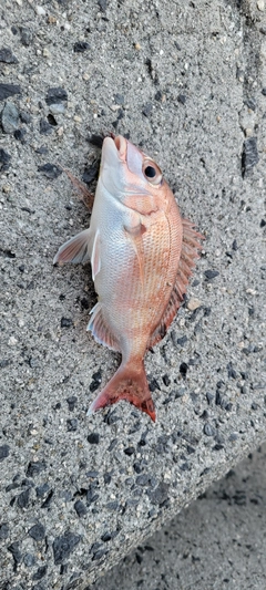 タイの釣果