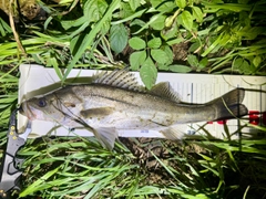 フッコ（マルスズキ）の釣果