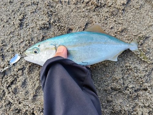 ワカシの釣果