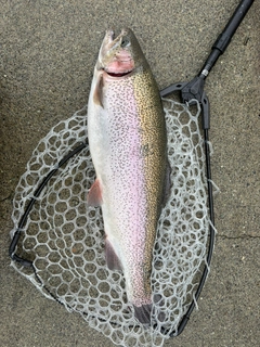 ニジマスの釣果