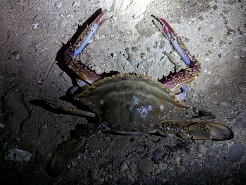 ワタリガニの釣果