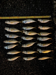アジの釣果