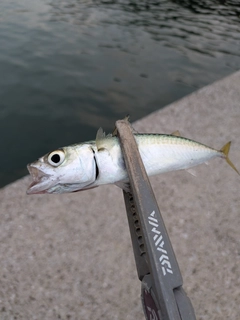 サバの釣果