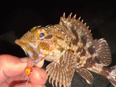 カサゴの釣果