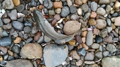 ボラの釣果