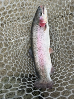 ニジマスの釣果