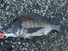 クロダイの釣果