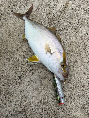 ネリゴの釣果